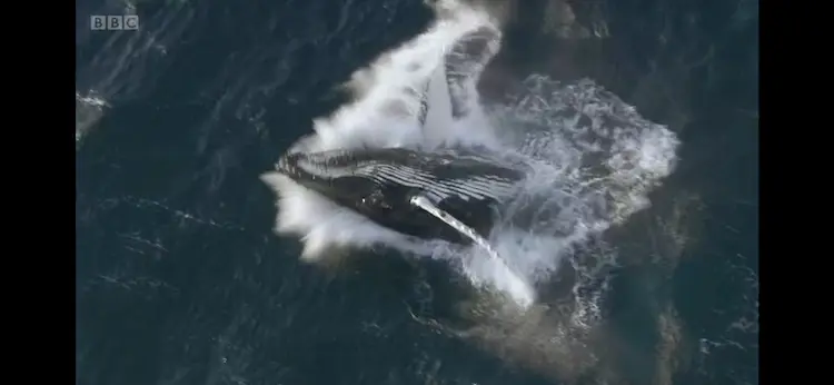 Humpback whale (Megaptera novaeangliae) as shown in Frozen Planet - The Last Frontier
